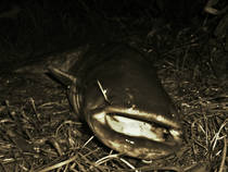 foto/diskuze/z_lovu/2013/th-img101117.jpg