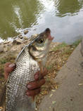 foto/diskuze/z_lovu/2013/th-img101141.jpg