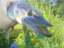 foto/diskuze/z_lovu/2013/th-img101207.jpg
