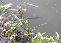 foto/diskuze/z_lovu/2013/th-img101240.jpg