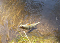 foto/diskuze/z_lovu/2013/th-img101242.jpg