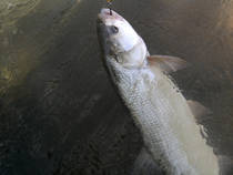 foto/diskuze/z_lovu/2013/th-img101273.jpg
