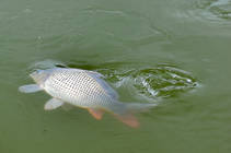 foto/diskuze/z_lovu/2013/th-img101343.jpg