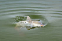 foto/diskuze/z_lovu/2013/th-img101344.jpg