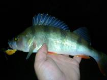 foto/diskuze/z_lovu/2013/th-img101370.jpg