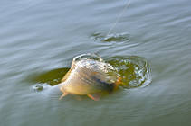 foto/diskuze/z_lovu/2013/th-img101440.jpg
