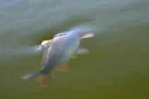 foto/diskuze/z_lovu/2013/th-img101441.jpg
