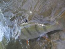 foto/diskuze/z_lovu/2013/th-img101444.jpg