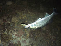 foto/diskuze/z_lovu/2013/th-img101446.jpg