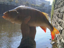 foto/diskuze/z_lovu/2013/th-img101475.jpg