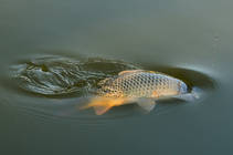 foto/diskuze/z_lovu/2013/th-img101476.jpg