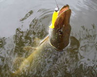 foto/diskuze/z_lovu/2013/th-img101530.jpg