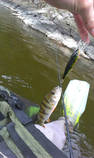 foto/diskuze/z_lovu/2013/th-img101593.jpg