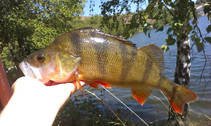 foto/diskuze/z_lovu/2013/th-img101594.jpg