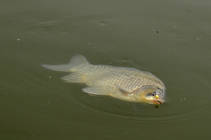 foto/diskuze/z_lovu/2013/th-img101624.jpg