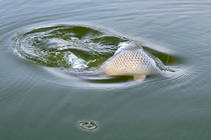 foto/diskuze/z_lovu/2013/th-img101663.jpg