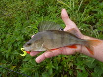 foto/diskuze/z_lovu/2013/th-img101674.jpg