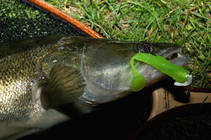 foto/diskuze/z_lovu/2013/th-img101749.jpg