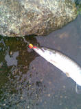 foto/diskuze/z_lovu/2013/th-img101838.jpg