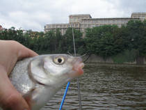 foto/diskuze/z_lovu/2013/th-img101852.jpg