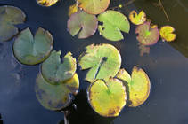 foto/diskuze/z_lovu/2013/th-img101901.jpg