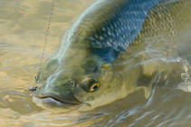foto/diskuze/z_lovu/2013/th-img101957.jpg