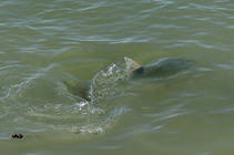 foto/diskuze/z_lovu/2013/th-img101958.jpg