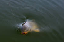 foto/diskuze/z_lovu/2013/th-img102040.jpg