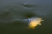 foto/diskuze/z_lovu/2013/th-img102041.jpg