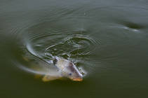 foto/diskuze/z_lovu/2013/th-img102042.jpg