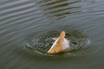 foto/diskuze/z_lovu/2013/th-img102043.jpg