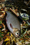 foto/diskuze/z_lovu/2013/th-img102045.jpg