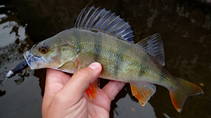 foto/diskuze/z_lovu/2013/th-img102056.jpg