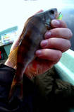 foto/diskuze/z_lovu/2013/th-img102057.jpg