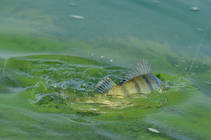 foto/diskuze/z_lovu/2013/th-img102060.jpg