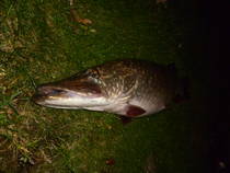 foto/diskuze/z_lovu/2013/th-img102139.jpg