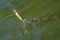 foto/diskuze/z_lovu/2013/th-img102169.jpg