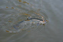 foto/diskuze/z_lovu/2013/th-img102170.jpg