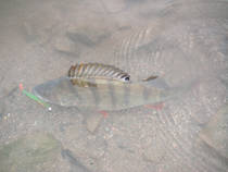 foto/diskuze/z_lovu/2013/th-img102183.jpg