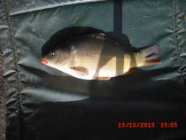 foto/diskuze/z_lovu/2013/th-img102218.jpg