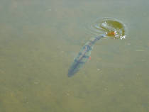 foto/diskuze/z_lovu/2013/th-img102231.jpg