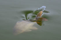 foto/diskuze/z_lovu/2013/th-img102234.jpg