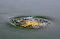 foto/diskuze/z_lovu/2013/th-img102235.jpg