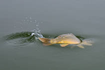 foto/diskuze/z_lovu/2013/th-img102236.jpg