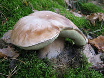 foto/diskuze/z_lovu/2013/th-img102294.jpg