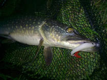 foto/diskuze/z_lovu/2013/th-img102305.jpg