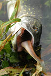 foto/diskuze/z_lovu/2013/th-img102330.jpg