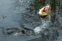 foto/diskuze/z_lovu/2013/th-img102331.jpg