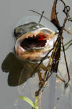 foto/diskuze/z_lovu/2013/th-img102332.jpg