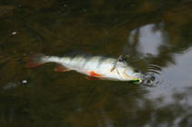 foto/diskuze/z_lovu/2013/th-img102344.jpg